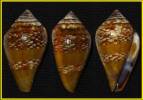 Conus mercator cacao