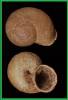 Dorcasia alexandri