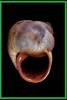 Trigonephrus globulus
