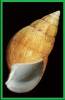 Achatina balteata
