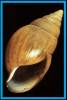 Achatina tavaresiana