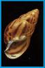 Achatina tincta