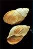 Achatina tracheia