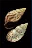 Achatina semisculpta