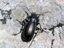 Carabus macrocephalus