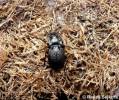 Carabus lusitanicus