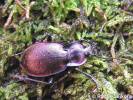 Carabus ghilianii