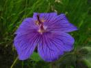 Geranium ibericum - kakost gruzínský