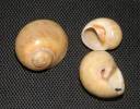 Euspira nitida - natika atlantská