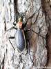 Carabus arcadicus