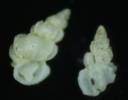 Epitonium cumingii