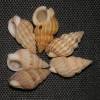 Tritia pygmaea