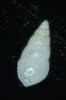Megastomia conoidea - pyramidelka homolicovitá