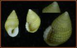 Alvania geryonia