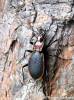 Carabus arcadicus