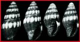 Atlantilux gemmata