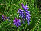 Vicia oreophila
