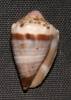 Conus fumigatus