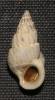 Opalia funiculata