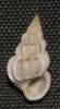 Gyroscala lamellosa - Lamellose Wentletrap