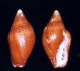 Strigatella colombelliformis