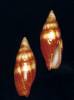 Strigatella fasciolaris