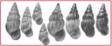 Rissoa similis