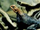 Agama lionotus dodomae