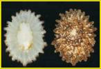 Patella ferruginea