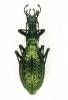Carabus haeckeli