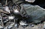 Carabus huangi