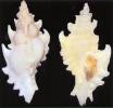 Poropteron debruini