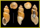 Bulinus forskalii