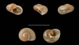 Gynnarion corneola