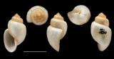 Bulinus crystallinus