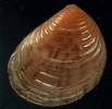Goodallia pusilla