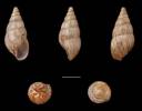 Limicolaria droueti