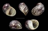 Theodoxus elongatulus