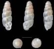 Ennea filicosta