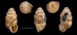 Gastrocopta flocculus