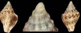 Euplica varians