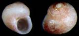 Gibbula benzi