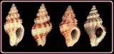 Ameranna willemsae