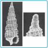 Cerithiopsis jeffreysi