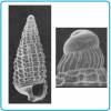 Cerithiopsis tiara