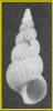 Epitonium pulchellum