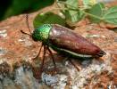 Sternocera sternicornis orientalis