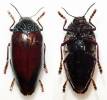 Sternocera chrysis var. chrysidioides