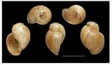 Bulinus globosus