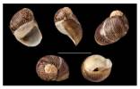 Theodoxus guadianensis